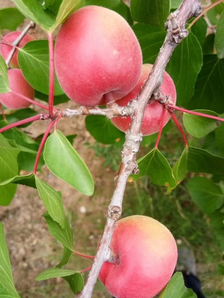 胭脂杏 口感没得说，6月一号左右成熟，有需要联系