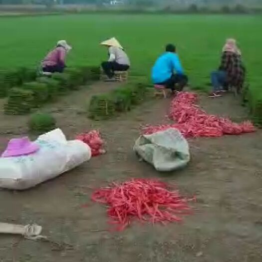 华容县马尼拉草皮