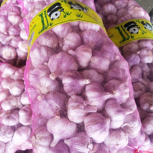 金乡县 金乡精品紫皮大蒜40斤装！