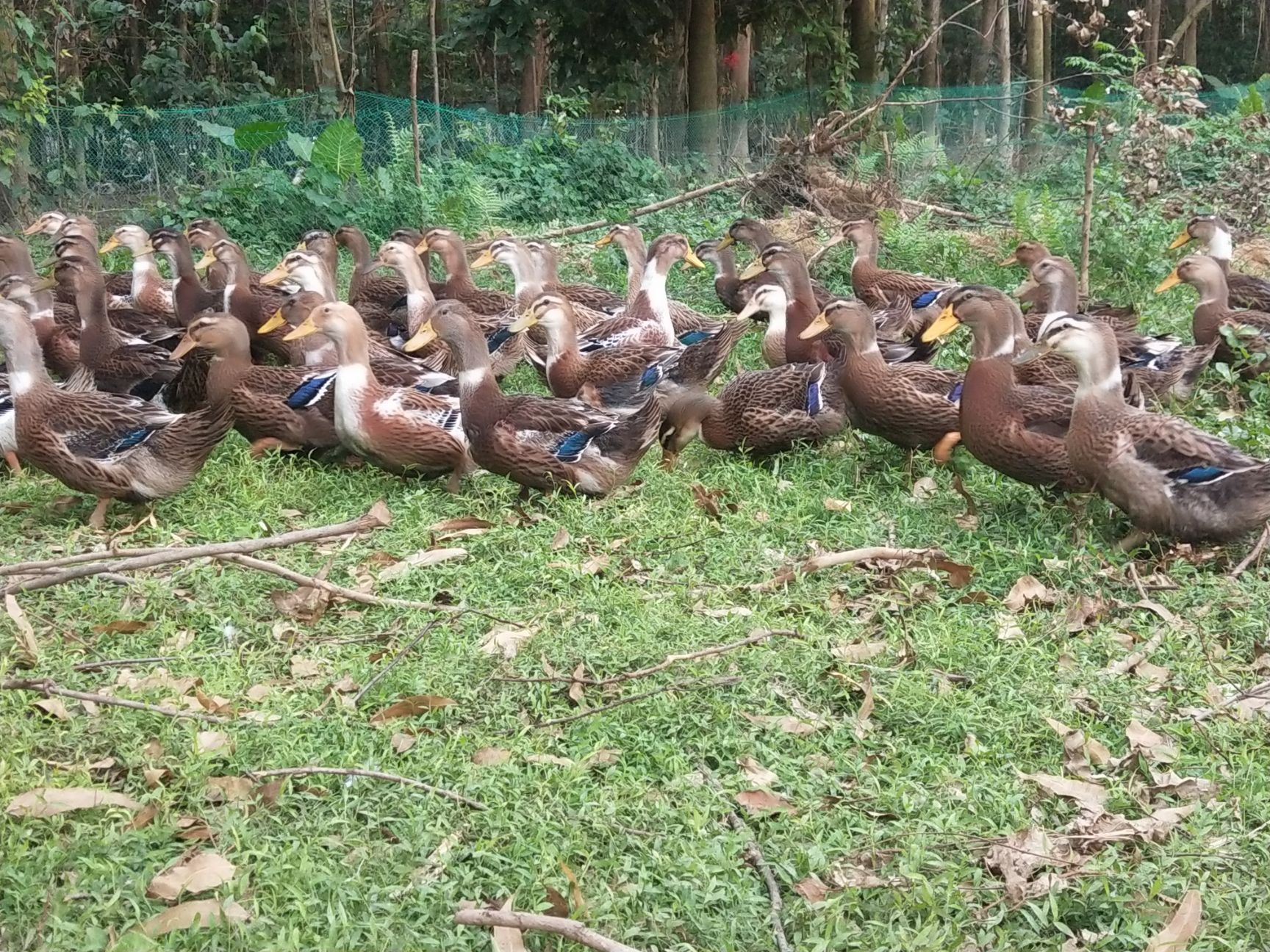  麻鸭4200     65天