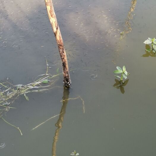 樟树市 精品草鱼夏花