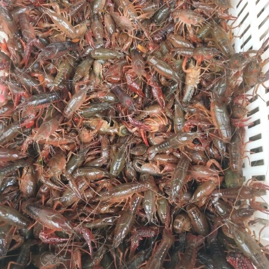 祁东县南县小龙虾 个头大、肉质饱满、活性强、颜色特别漂亮、最主要的是价格实惠哟