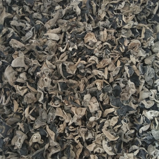 东北黑木耳，碗耳，大地黑厚，头茬春耳直销，一件代发
