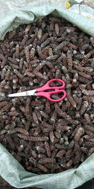 贵州铜仁夏枯球干货夏枯草干品无农残泡水泡茶清热解暑降火