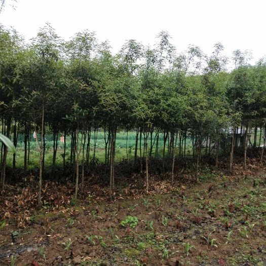 恩施市 金桂花树苗