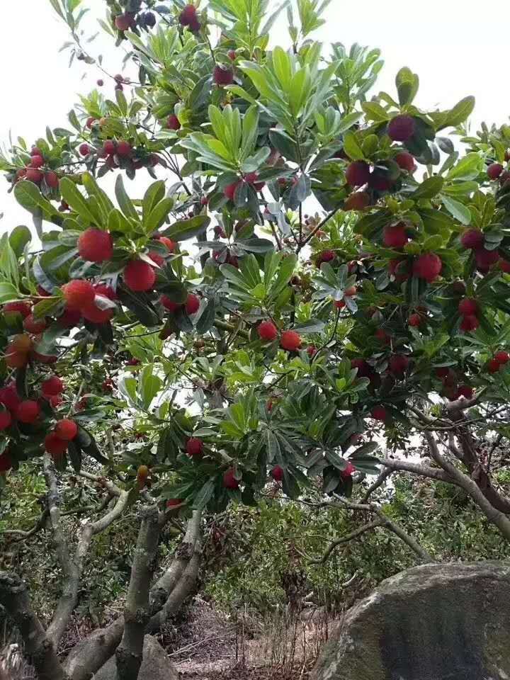 苏州东山乌紫杨梅
