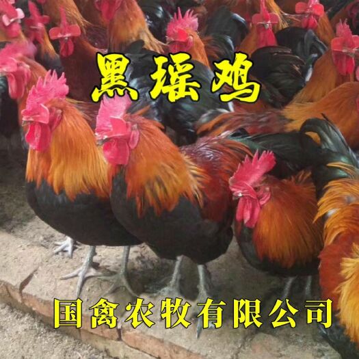 昆明 纯种黑瑶鸡苗，孵化场直发，疫苗包打，成活高