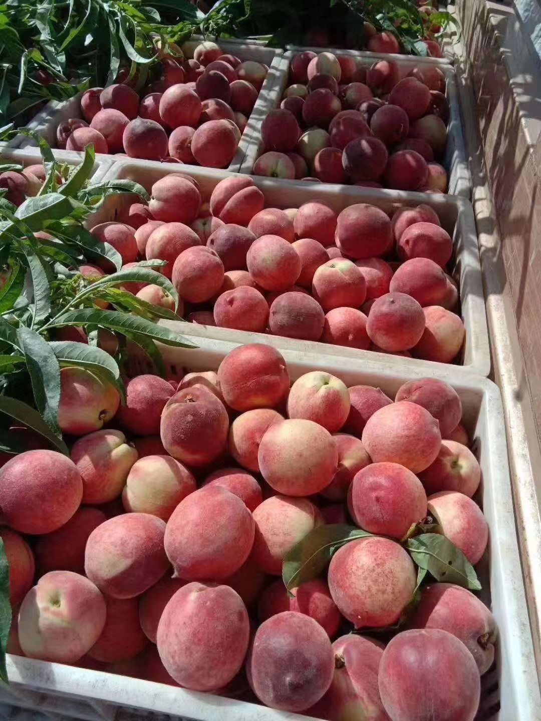  毛桃大量上市了