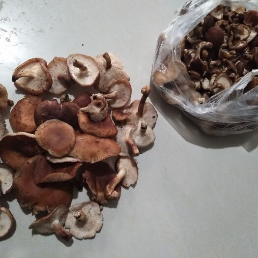 冕宁县普通香菇 大凉山高山菌，绿色天然，
每年只有这一个月有，