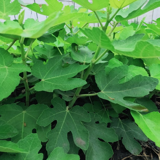 昆明波姬红无花果苗 🌳🌳无花果苗
