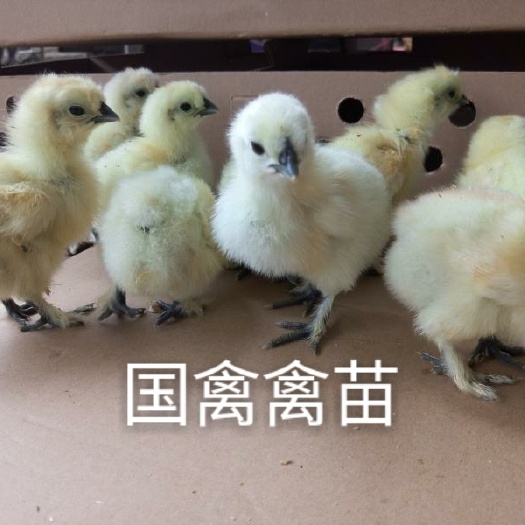 昆明 竹丝鸡苗  白凤乌鸡
