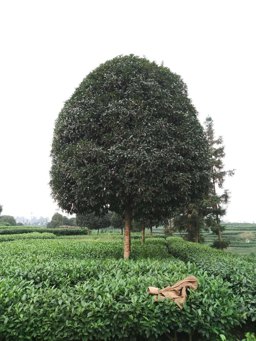 八月桂  桂花树  金桂  大量现货批发