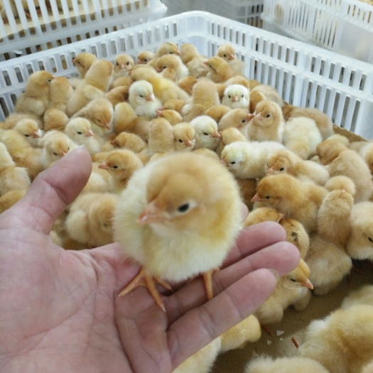 兴业县 三黄鸡苗