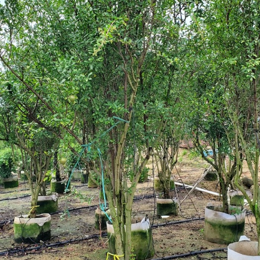 漳州果石榴 石榴苗绿化种植结果皆可