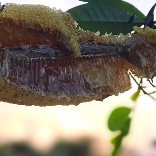 勐腊县 天然蜂蜜，我们是大自然的搬运工