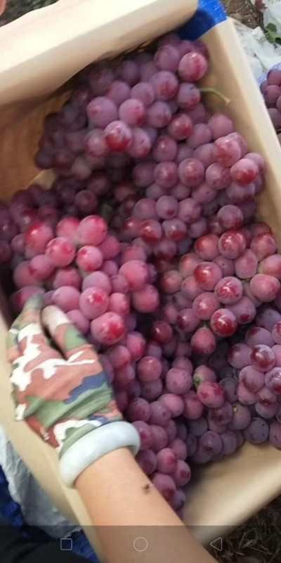 宾川县云南精品红提葡萄