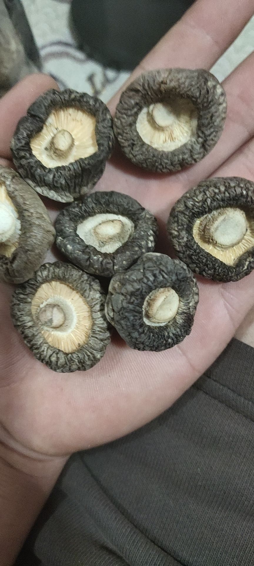 2024 西峡伏牛山香菇冬菇新货滞留金钱菇个头饱满 肉厚