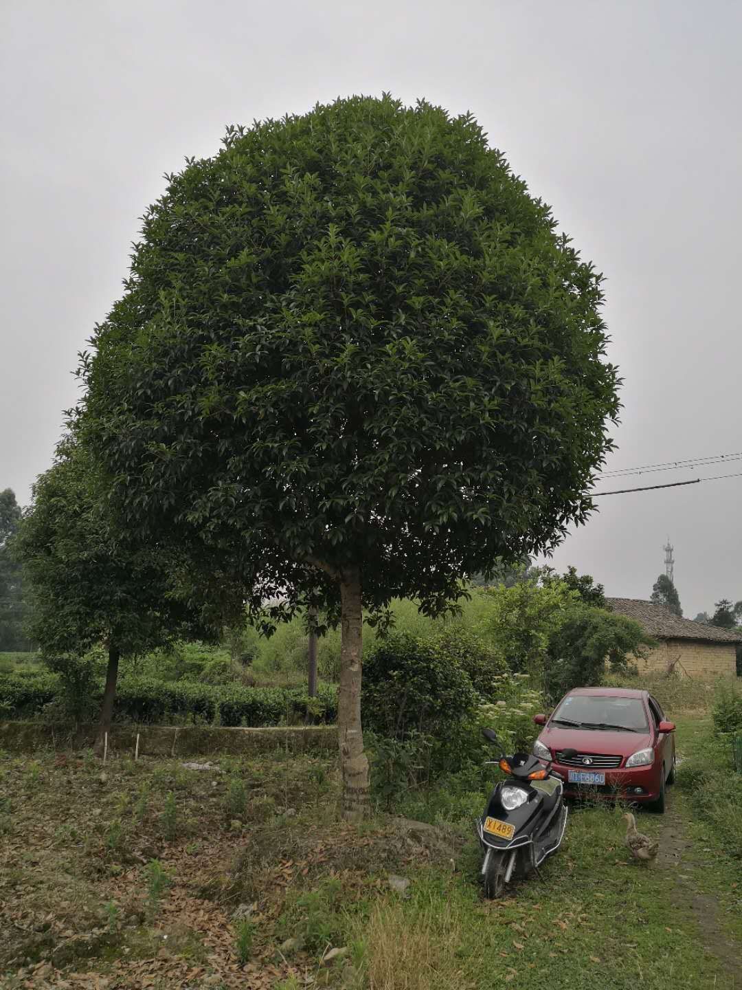 八月桂  桂花树  金桂  大量现货批发