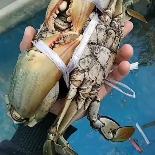 文昌市青蟹 肉蟹低价处理