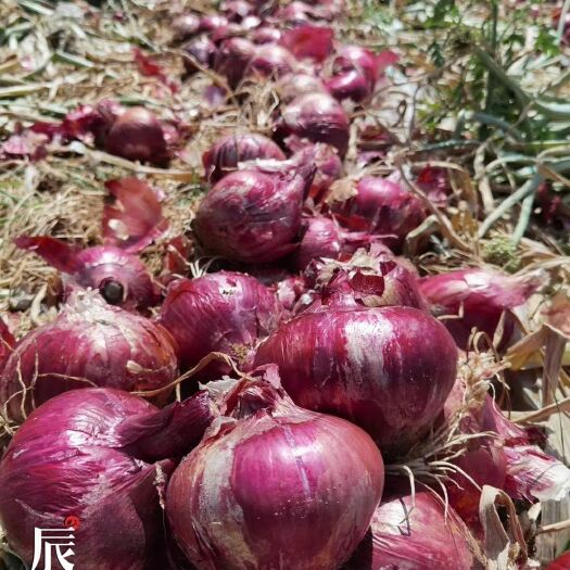 深圳 洋葱