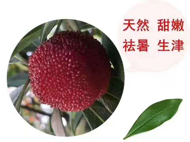 苏州东山乌紫杨梅