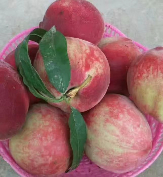  毛桃大量上市了