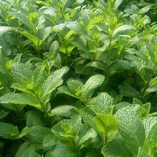 基地销售留兰香薄荷根苗 薄荷根 埋地里就能成活 成活率非常高