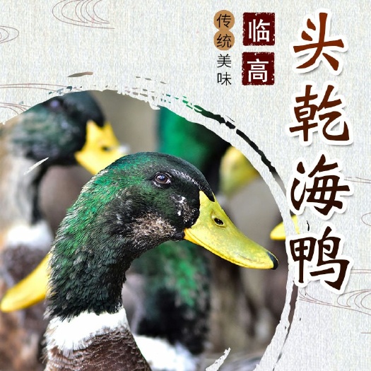 海南马袅湾吃海鲜长大的【头乾海鸭】绿头海鸭