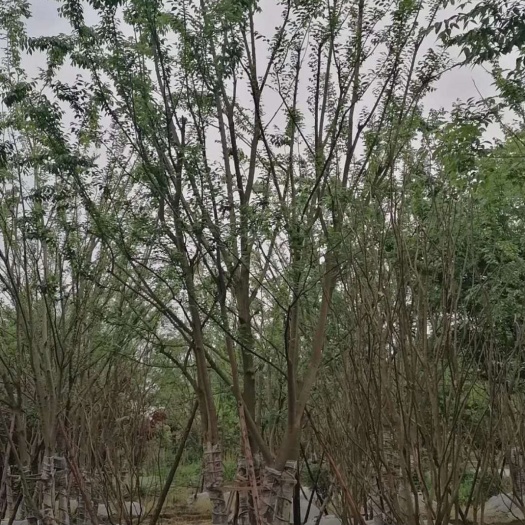 都江堰市 基地直销精品丛生朴树，数量多，价格优