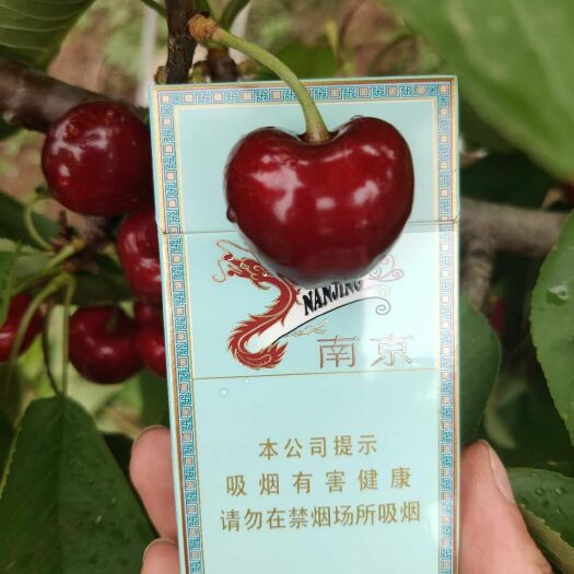 瓦房店市美早樱桃 10-15mm 8-12g