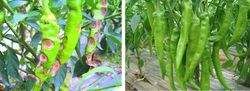 乌米菌  哈茨木霉菌，