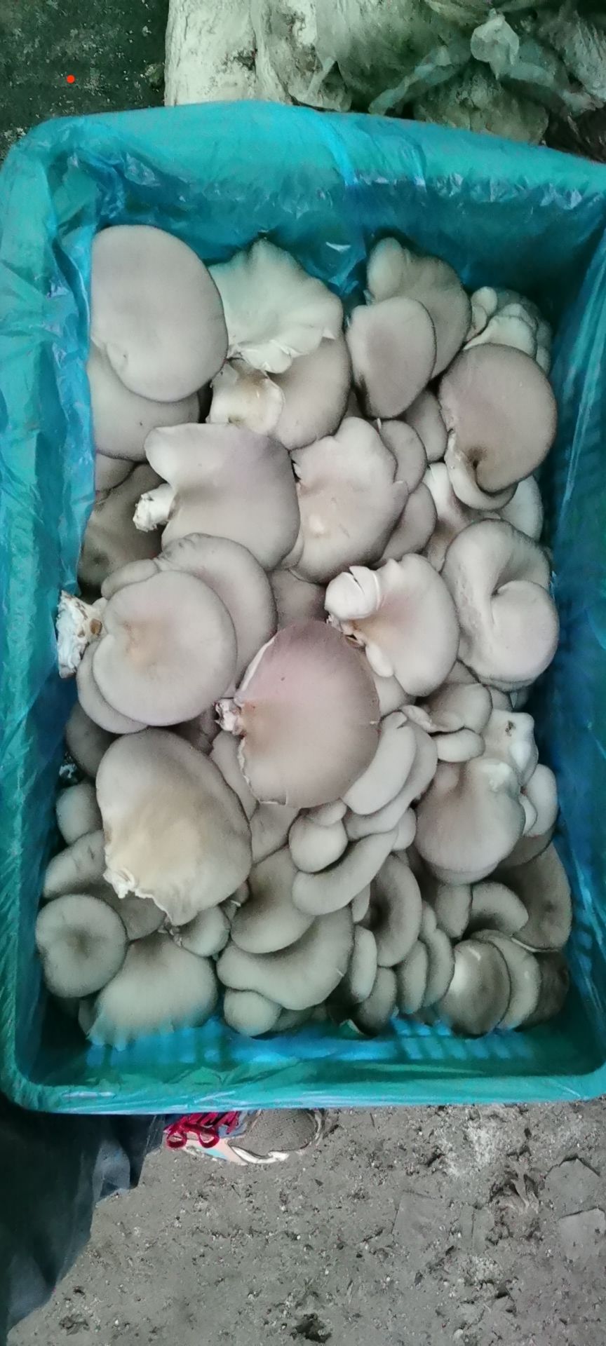 蘑菇 量大从优