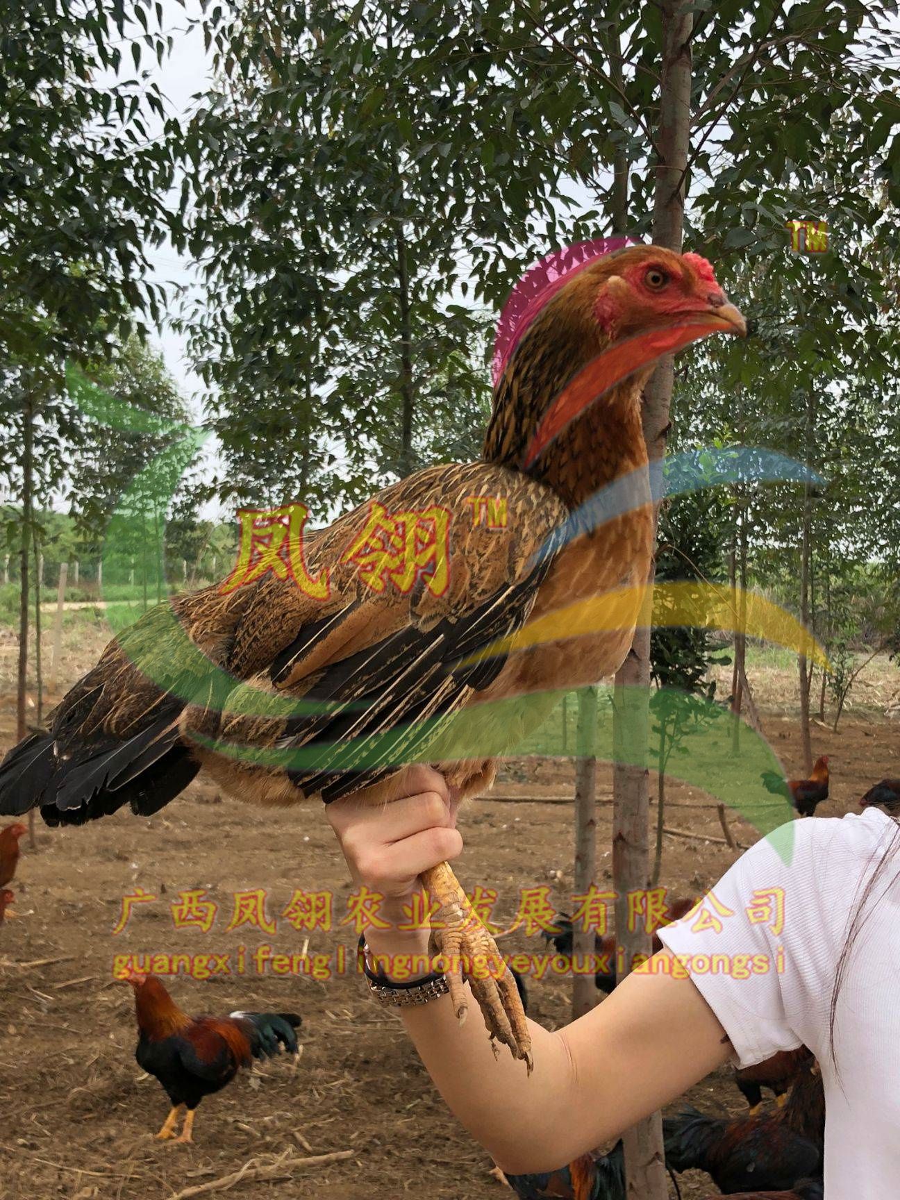 杂交斗鸡苗 改良斗鸡 肉用斗鸡  土鸡中的战斗机