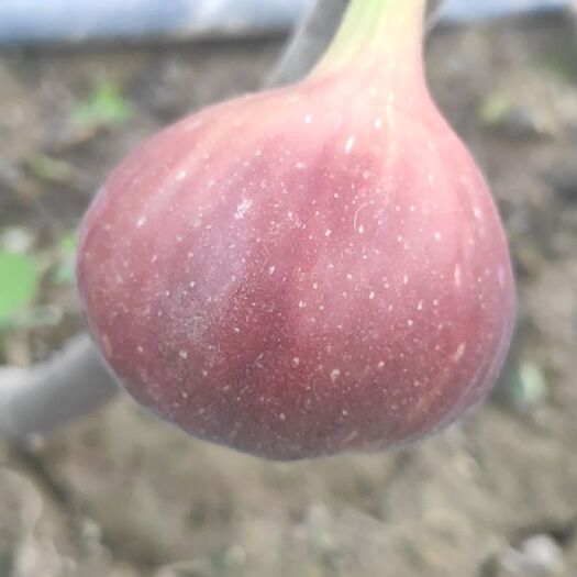 永清县 无花果鲜果预售