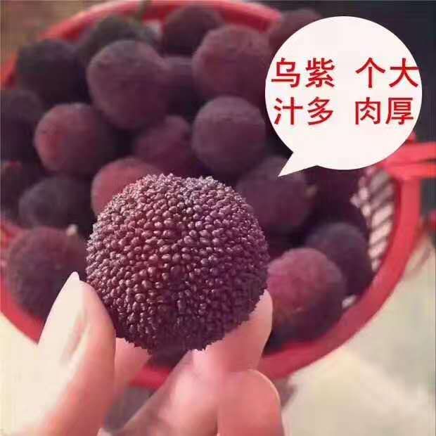 苏州东山乌紫杨梅