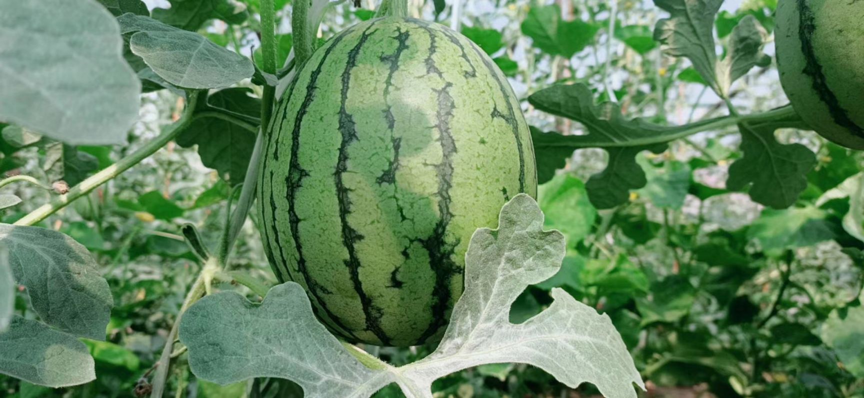  河南夏邑西瓜之乡精品L600吊瓜礼品西瓜产地直供