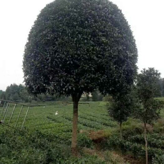 雅安八月桂  桂花树  金桂  大量现货批发