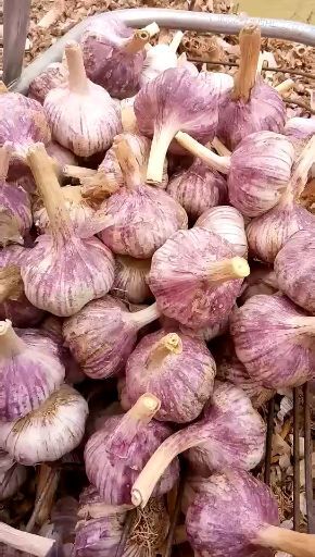 金乡县红皮蒜  专业储存金乡大蒜，蒜薹，洋葱，菠菜，冷库出租，实力配资
