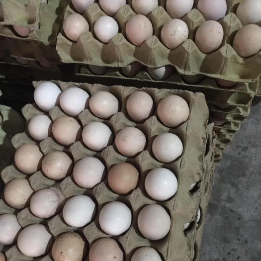 老河口市 土鸡种蛋     淮南王种蛋
