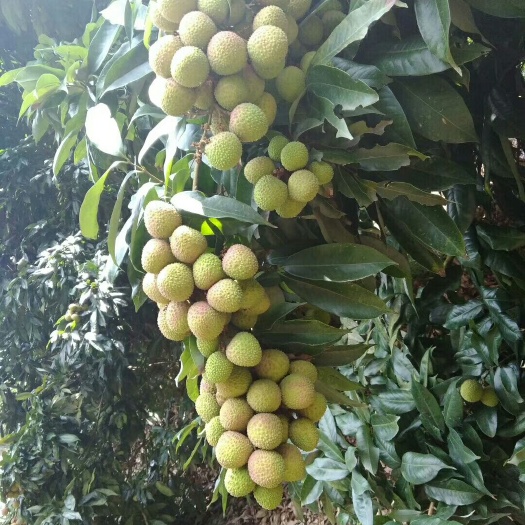合浦县妃子笑荔枝 一级果