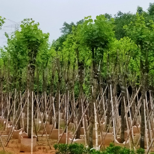 普宁市 宫粉紫荆