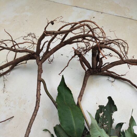 桐梓县铁篱笆（药材） 八爪金龙