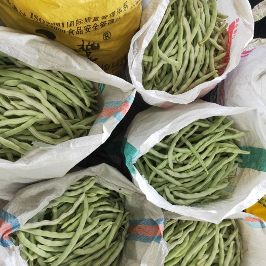 北镇市白豆角.白不老大量上市