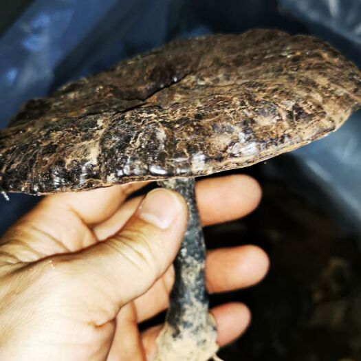 武平县 有机紫灵芝，18cm左右，无公害基地直供，包邮，24小时发