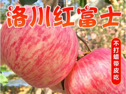 洛川县红富士苹果 陕西正宗洛川红富士一级果75