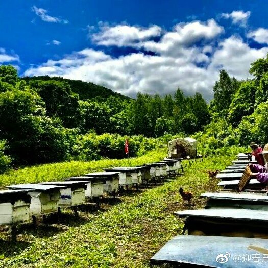 虎林市 蜂蜜 百花蜜