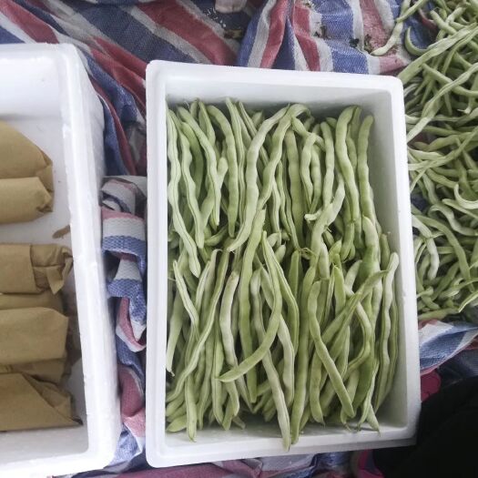 兴城市白条豆角，白不老6月中旬大量上市
