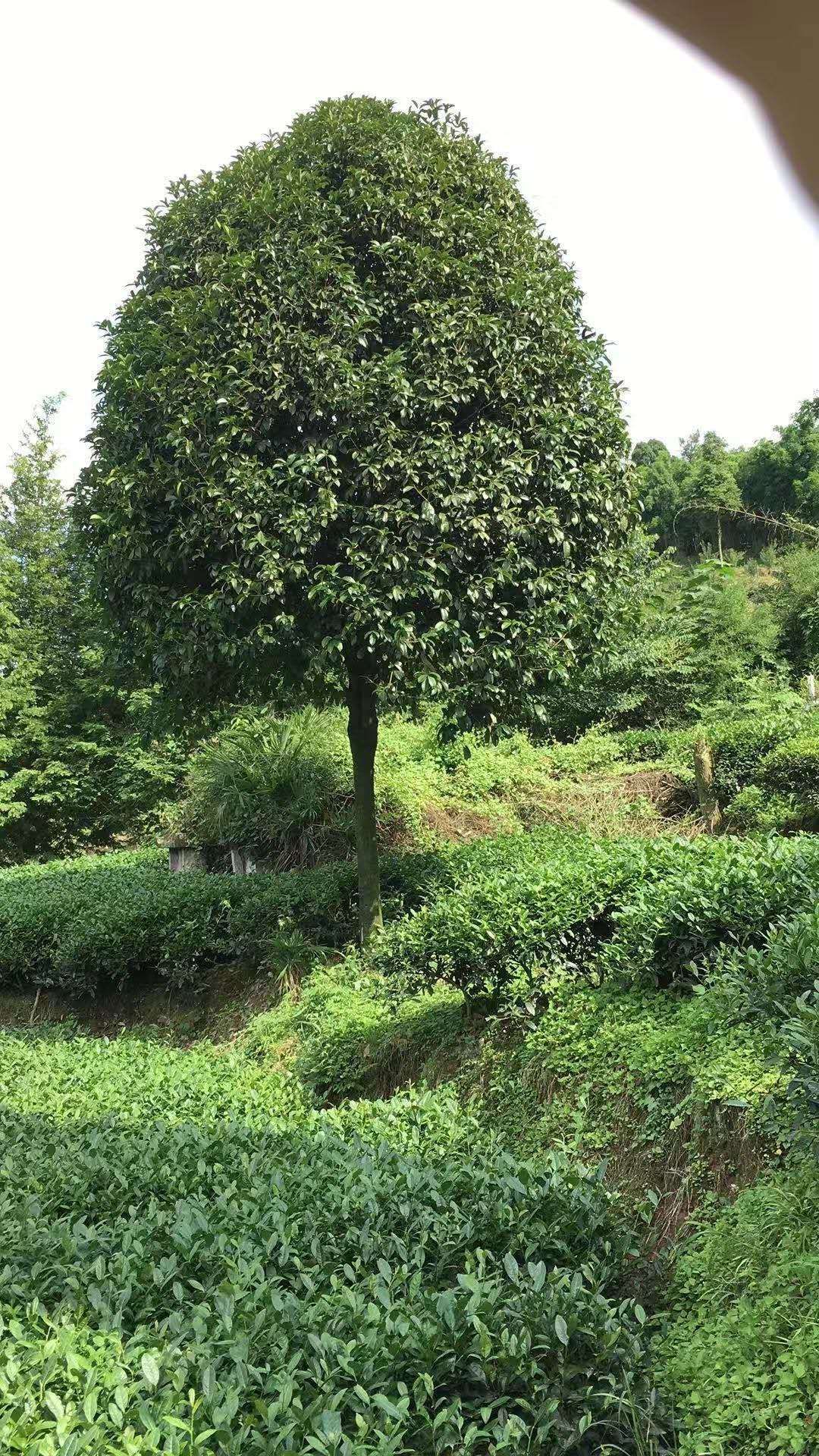 八月桂  桂花树  金桂  大量现货批发