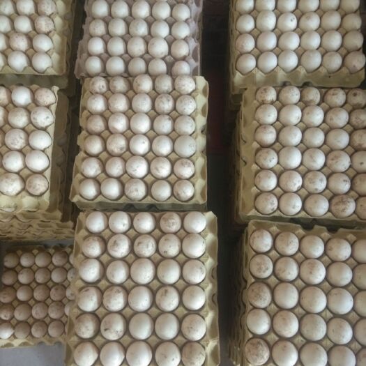 伊川县番鸭蛋 自家果园散养，新鲜，。品质保证