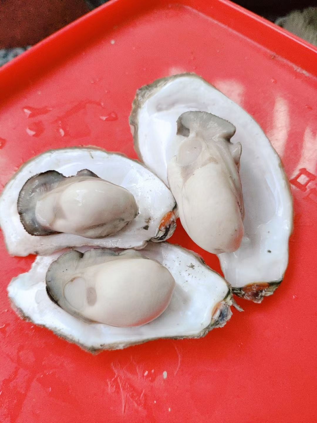 福建生蚝 一件代发